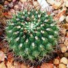 Gymnocalycium_zeggarae